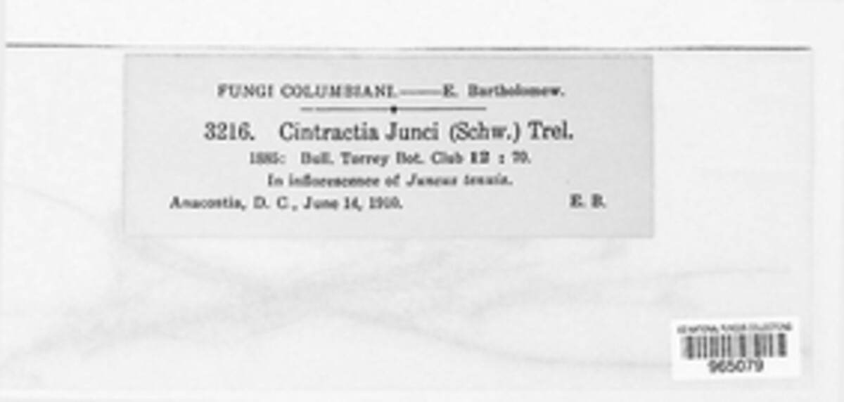 Stegocintractia junci image